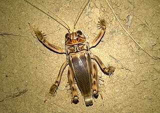 Schizodactylidae Family of cricket-like animals