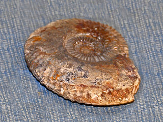 <i>Schlotheimia</i> Genus of molluscs (fossil)