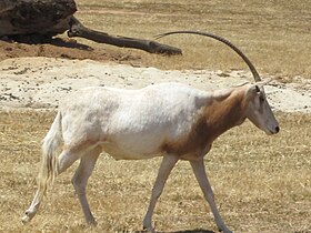 Scimitar Oryx Nov09 Werribee.jpg