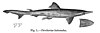 Spadenose shark