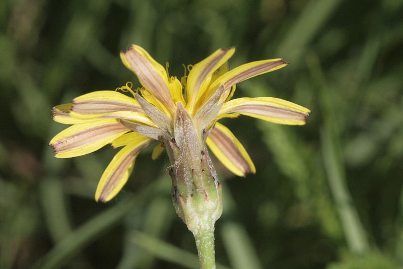 File:Scorzonera cana (Jacquin-Schwarzwurzel) IMG 7496.JPG