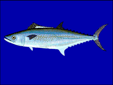 Spanish mackerel