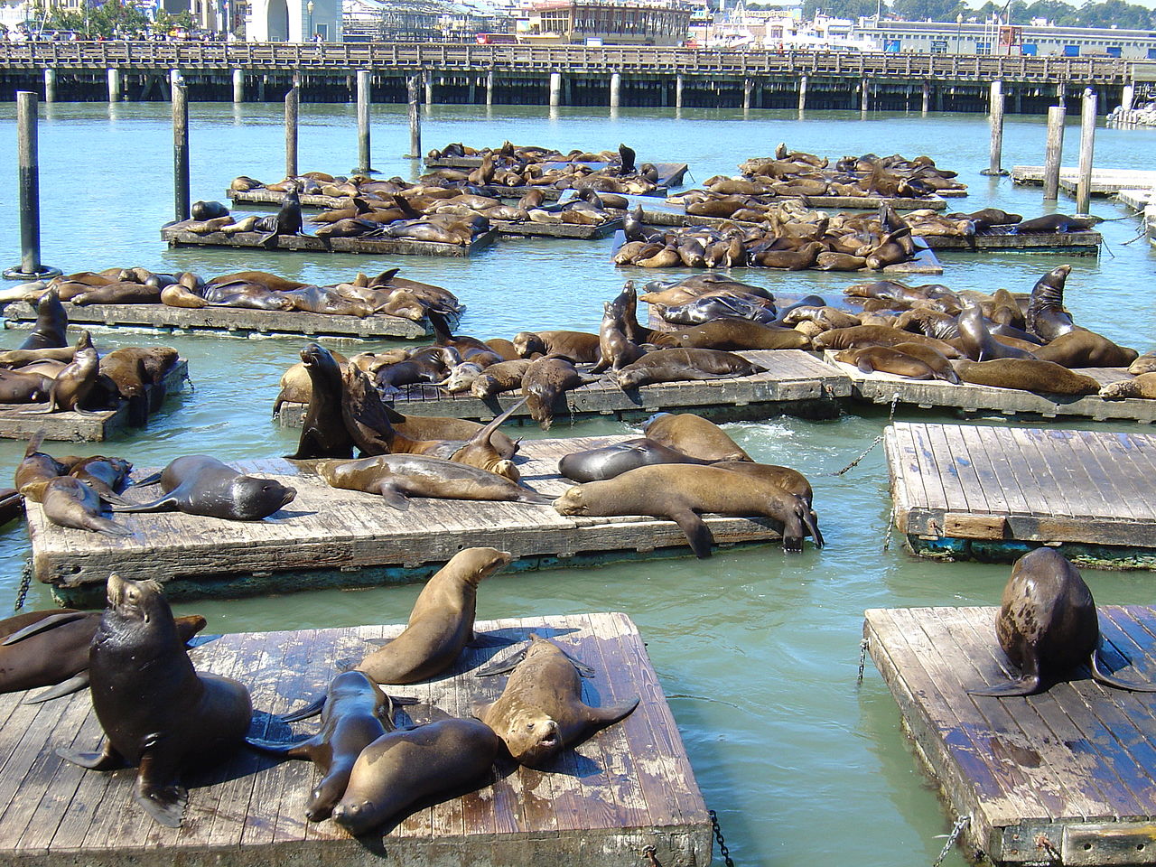 File:Sea Lions Pier 39 San Fran.JPG - Wikimedia Commons