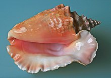 Large shell with flared lip, viewed facing the opening, which is glossy and tinted with shades of pink and apricot
