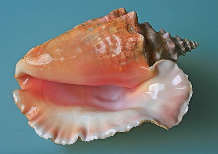 Apertural view of an adult shell of the queen conch Lobatus gigas, from Trinidad and Tobago