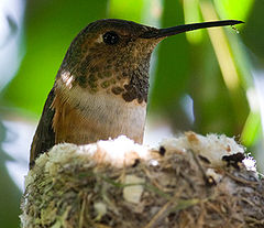 ♀ Selasphorus sasin