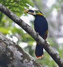 Selenidera gouldii - Gould's toucanet (male).jpg