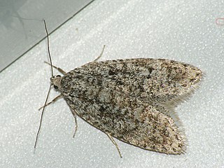 <i>Semioscopis strigulana</i> Species of moth