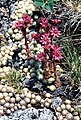 Sempervivum arachnoideum (Pyrenees)