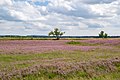 * Nomination Heathland in the Sennelager training area, Germany --Tsungam 12:34, 25 June 2017 (UTC) * Promotion  Question I wonder why your pictures have 4.000 × 2.667 pixel, although your Camera 6000 x 4000 pixel would offer.--Milseburg 14:58, 25 June 2017 (UTC)  Comment I've uploaded this in full resolution but think it adds nothing due to limitation of camera, lens and photographer. --Tsungam 12:24, 26 June 2017 (UTC)  Info "Images should not be downsampled (sized down) in order to appear of better quality. Downsampling reduces the amount of information stored in the image file."I wouldn´t oppose, if this guideline is canceled. In your case I see no reason for scaling down. The quality of the full resolution is good, so  Support --Milseburg 13:14, 27 June 2017 (UTC)