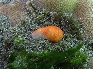 Septifer bilocularis