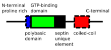 schematic domain structure of septin polypeptide chain SeptinSequenceStructure v001.png