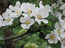 Sierappel Merah Sentinel (Malus x robusta).jpg