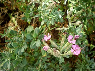 <i>Silene fruticosa</i> Species of plant