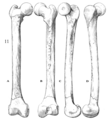 Sinanthropus Femur IV reconstruction.png