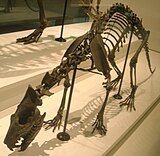 Fossilized skeleton of the Eocene-Oligocene creodont mammal Sinopa Sinopa rapax 1.jpg