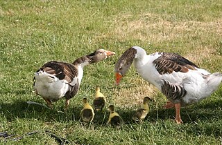 <span class="mw-page-title-main">Scania goose</span> Breed of goose