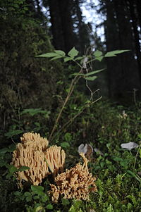 Miniatyrbild för Slåtthornets naturreservat