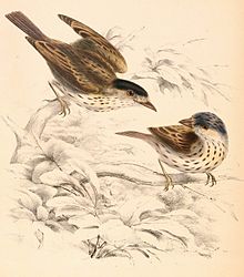 Smithornis capensis capensis 1838.jpg