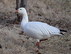 Snow Goose (24510697391).jpg