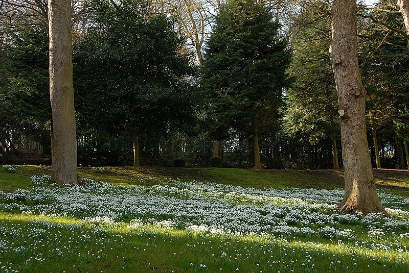 File:Snowdrops - geograph.org.uk - 2290577.jpg