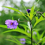 Solanum laciniatum Prague 2017 2.jpg