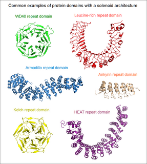 Protein tandem repeats