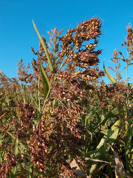 File:Sorghum sudanese.jpg