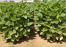 two rows of soybean plants