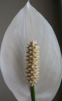 Spathiphylum wallisii close.jpg