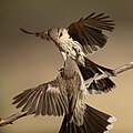 Spiny-cheeked Honeyeater (Acanthagenys rufogularis), Patchewollock Conservation Reserve, Victoria, Australia