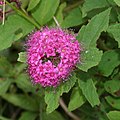 Spiraea japonica (flower s5).jpg