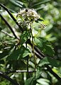 Spiraea lucida