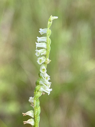 <i>Spiranthes eatonii</i> Species of orchid