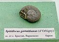 en:Spitidiscus gastaldianus (d'Orbigny) en:Barremian, en:Brestak at the Sofia University "St. Kliment Ohridski" Museum of Paleontology and Historical Geology