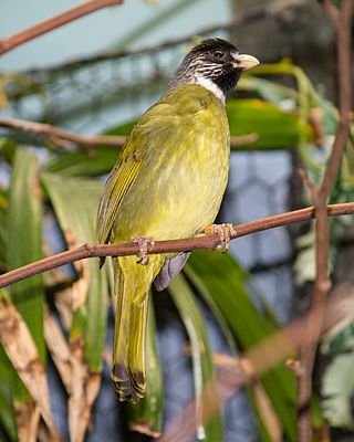 <span class="mw-page-title-main">Collared finchbill</span> Species of songbird