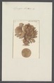 Spongia lactuca - - Print - Iconographia Zoologica - Special Collections University of Amsterdam - UBAINV0274 112 02 0050.tif