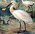 Common Spoonbill Platalea leucorodia