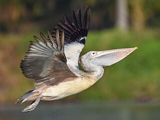 <span class="mw-page-title-main">Ranganathittu Bird Sanctuary</span> Bird sanctuary in the Mandya District of Karnataka, India