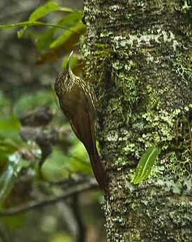 Spot-crowned Woodcreeper - Oaxaca - Mexico S4E9056 (16569411739) (cropped).jpg