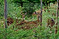 Spotted deer near Coimbatore