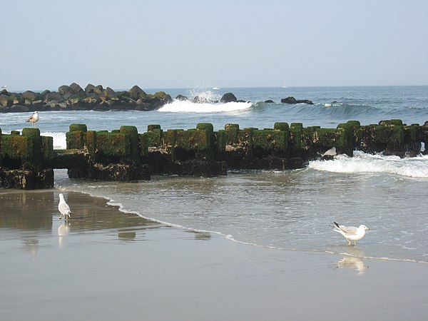 A group of seagulls move around on Spring Lake's beachfront in the vicinity of a pipe.