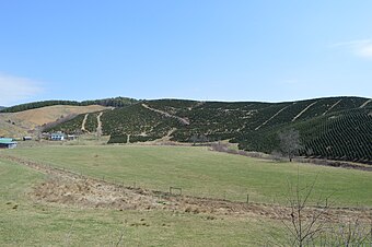 Spring Valley Road Christmas tree farm.jpg