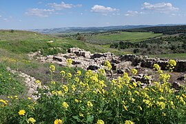 Spring flowers at Tel Gezer.jpg