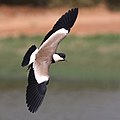 Spur-winged lapwing (Vanellus spinosus) in flight.jpg