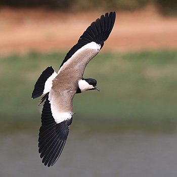 Spur-winged lapwing (Vanellus spinosus) in flight