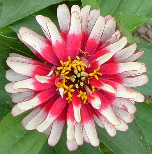 File:Squaredzinnia2.jpg