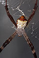 St andrews cross spider - melbourne zoo.jpg