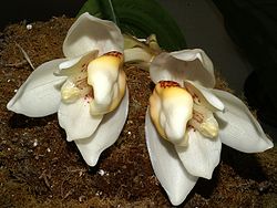 Stanhopea ecornuta Orchi 15. jpg