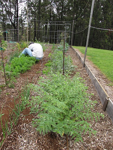 File:Starr-120415-4646-Cicer arietinum-habit with Forest in veggie garden-Hawea Pl Olinda-Maui (24843766440).jpg